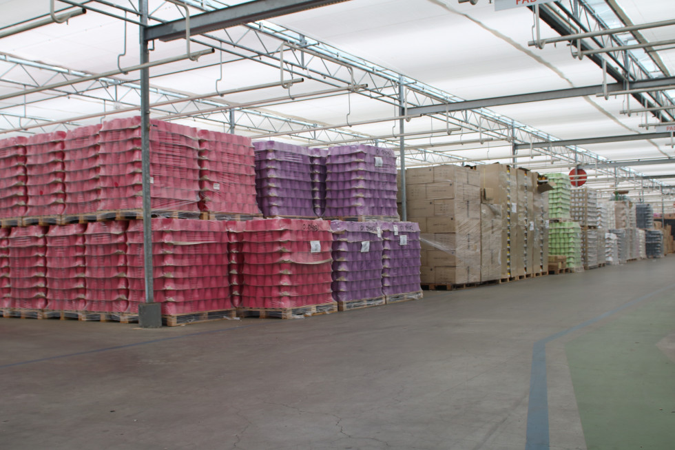 Bunnik Plants 70358