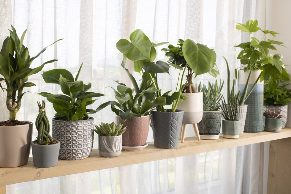 Bunnik Plants 70514