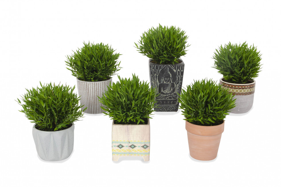 Bunnik Plants 70329